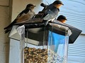 The babies flew the coop! One has taken flight, then freaked out. This is the most exciting thing that's happened since I got here! Today, 6 feet. Tomorrow the field.   #justbebored #dustbowl #barnswallows #babies #spring