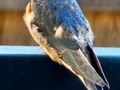 The runt survived! The older brood stepped up when mom and dad got killed in an insane hail storm.  #barnswallowsofinstagram #barnswallows #babybird #bird #dawnwashere