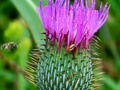 Incoming!  #pink #thistle #mission #ashyminingbee #field #texaswildflowers #wildflowersofinstagram #wildflowers #dawnwashere #samsungphotography #s23ultraphotography #s23ultra