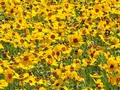 When you have a severe storm every day for a week. They survived continual lightning and 60 MPH gusts. They are living their best life as the foreground for the water tank.  #causetexas #wildflowers #yellow #daisies #nature rocks #thishappened #springhassprung #dawnwashere #vacantfield