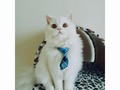 #cat#dog#feliz#accesorios#corbatas#corbatines tu hermoso peludito se sienta genial lo encuentras #unicentropereira local C02 tercer piso