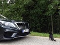 #Cat #CatContent #MercedesBenz #SClass #MBFanPhoto by @jensstratmann - Do you #like Cats?