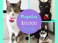 Recuerda nuestra promo hasta el jueves, todas las plaquitas de identificación a $15.000 🍉🐾🐱🐶 📲3005035336 #accesoriosparamascotas #petshop #plaquitasparamascotas