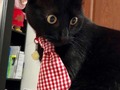 Jack hermoso con su nueva corbata 😍😍😍 📲3005035336 #accesoriosparamascotas #petshop