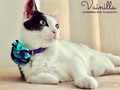 Hermosa con su collar con 🌸 bicolor 😍😍😍 disponible para 🐱🐶 en todas las tallas 📲3005035336  #petboutique #accesoriosparamascotas #mascotas #petshop #accesoriosparamascotas