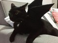 Y tenemos el gato-murciélago más hermoso del 🌎 #Brownie 😻😻😻 #halloween2018 @vainillamascotas