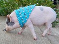 Brandy 😍🐷, además de verse hermosa con su pañoleta de animales en vía de extinción nos ayuda aportar el 20% a ayudar animalitos que lo necesitan 💜.  ¿Quién más ama a los 🐷?  Disponible en todas las tallas para 🐶🐱 desde muy peques, hasta gigantes 😊 *Somos fabricantes ✂️  Info Whats App 📲3005035336 link directo en el perfil ☝🏼  Envíos a todo el país 🇨🇴 🛫🛵🚛  #accesoriosparaperros #petshoponline #tiendademascotas #accesoriosparamascotas #accesoriosparagatos #petshop #tiendademascotascolombia #gatos #perros #cat #dog #collaresparaperros #collaresparagatos #collaresparamascotas #pañoletas #bandanas #vainillamascotas