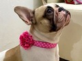 Luciendo con todo el estilo su collar con flor 🌺   Disponible en todas las tallas para 🐶🐱 desde muy peques, hasta gigantes 😊 *Somos fabricantes ✂️  Info Whats App 📲3005035336 link directo en el perfil ☝🏼  Envíos a todo el país 🇨🇴 🛫🛵🚛  #petshoponline #tiendademascotas #accesoriosparamascotas #accesoriosparagatos #petshop #tiendademascotascolombia #gatos #perros #cat #dog #collaresparaperros #accesoriosparaperros #collaresparagatos #collaresparamascotas #flores #rosas #vainillamascotas