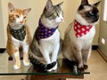 Esta familia gatuna quedó espectacular con sus pañoletas de súper héroes. Berlín, Benito y Benjamin 😍 listos para salvar a sus humanos 💜  Disponible en todas las tallas para 🐶🐱 desde muy peques, hasta gigantes 😊 *Somos fabricantes ✂️  Info Whats App 📲3005035336 link directo en el perfil ☝🏼  Envíos a todo el país 🇨🇴 🛫🛵🚛  #accesoriosparaperros #petshoponline #tiendademascotas #accesoriosparamascotas #accesoriosparagatos #petshop #tiendademascotascolombia #gatos #perros #cat #dog #collaresparaperros #collaresparagatos #collaresparamascotas #pañoletas #bandanas #vainillamascotas