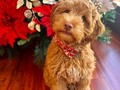 Jango hermoso en modo navidad con su corbatín de renos ¿ya tienes el tuyo? 🎄  Disponible en las todas las tallas para 🐶🐱 desde muy peques, hasta gigantes 😊 *Somos fabricantes ✂️  Info Whats App 📲3005035336 link directo en el perfil ☝🏼  Envíos a todo el país 🇨🇴 🛫🛵🚛 #accesoriosparaperros #petshoponline #tiendademascotas #accesoriosparamascotas #accesoriosparagatoss #petshop #tiendademascotascolombia #gatos #perros #cat #dog#collaresparaperros #collaresparagatos #collaresparamascotas #corbatinesparagatos #corbatinesparaperros #corbatinesparamascotas #vainillamascotas