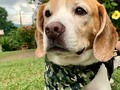 😍 Simplemente hermoso   Ref: pañoleta militar   #collaresparaperros #collaresparagatos #accesoriosparaperros #tiendademascotas #accesoriosparagatos #petshop #tiendademascotascolombia #gatos #perros #cat #dog #collaresparamascotas #vainillamascotas