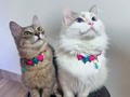 Nos derretimos con este par de hermosuras, de verdad que los collares con rositas les dan ese toque femenino y tierno perfecto 😍😍😍  #collaresparaperros #collaresparagatos #tiendademascotas #petshop #cat #dog #catsofinstagram #vainillamascotas