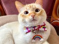 Ojos azul cielo que combinan con el arcoíris 🌈   #collaresparaperros #collaresparagatos #tiendademascotas #petshop #cat #dog #catsofinstagram #vainillamascotas