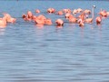Flamingo flamingo 🦩🤍  #mexico #yucatan #memories #recuerdos