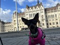 Mi marmotica conociendo Budapest #worktrip ♥️
