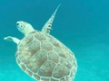 Pa’ cuando!! Saca la fecha y nos vamos!!! Mínimo 3 máximo 6 a 8 personas.  Aventura a la isla de Culebra PR. incluye camping (Baños y duchas), snorkeling y transportación marítima y terrestre. (una noche y un día). fotos y videos de la aventura. solo llevas ropa para un día y cubres tus gastos de comida. Visitamos playa Flamenco catalogada una de las mejores playas del mundo además visitamos la reserva donde practicamos Snorkeling y disfrutarás la experiencia de ver tortugas, manta rallas y otras especies marinas. En áreas seguras, la actividad incluye todo el equipo de seguridad y lo necesario para el tour. Caseta+matres+equipo de snorkeling+salvavidas+silbato. hacemos todos los trámites de copra de boletos y te acompañamos en todo momento para tu seguridad. La actividad incluye transportación desde Patillas a Ceiba y en culebra, los precios pueden varía de acuerdo al día y la cantidad de personas. Salida de Patillas a las 12 del medio día. (Dependiendo del día) y regresamos al día siguiente en la noche. Llama para darte más información de cómo hacer la experiencia inolvidable. 787-710-4297  When!! Take the date and we're leaving! Minimum 3 maximum 6 to 8 people.  Adventure to Culebra PR. includes camping, snorkeling and transportation (one night and one day). photos and videos of the adventure you only wear clothes for a day and cover your food expenses. We visit Flamenco beach cataloged one of the best beaches in the world, we also visit the reserve where we practice Snorkeling and enjoy the experience of seeing turtles, rays and other marine species. In safe areas, the activity includes all the security equipment and what is necessary for the tour. Ten + matres + snorkeling equipment + lifebuoy + whistle. (Clean bathrooms and showers). We do all the paperwork of tickets and we accompany you at all times for your security. The activity includes transportation from Patillas to Ceiba and Culebra, prices may vary according to the day and the number of people. Exit Patillas at 12 noon. (Depending on the day) and we return the next day at night. Call to give you more information on how to make the experience unforgettable. 787-710-4297 #adventureandwatersports
