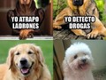 Tipico de los Puddle🐩 . #chistesmalos #humor #entornodivertido #puddle #perros #habilidades #firulais #meme #chistes #chistedeldia #Venezuela #españa #maracay #trescantos #madrid