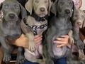 Te invitamos a seguir a nuestros amigos de: @weimaranervenezuela  @weimaranervenezuela  @weimaranervenezuela  Si de adquirir una mascota se trata no dudes en consultar con nuestros amigos de @weimaranervenezuela   Cachorros Weimaraner disponibles. Entrega a nivel Nacional (Venezuela). Teléfono 0424 5054287🇻🇪💕 #weimaraner #weimaraners #weimaranerpuppy #cachorro #cachorros #cachorrosvenezuela #perros #perrosenvenezuela #criadero #razaweimaraner #bracco #bracodeweimar #weimaranerlove #puppy #dog #venezuela #criaderoenvenezuela #weimar #weimaranersofinstagram #weimaraner_feature #weimaranerpuppy #weimaranerlove #weimaranerclub #criaderobarquisimeto #cachorroweimaraner #envios #raza #braccoweimaraner