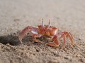 There are literally thousands of #crabs at the beaches in the north of Peru. Usually they hide in their holes but if you wait long enough without moving, they come out and search for something eatable. #Zorritos, #Peru. 2018.  #igersperu #travel