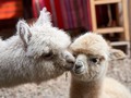 Kissing lamas. #Chinchero, #Peru. 2018.  #igersperu #travel #lama #kissing #kiss