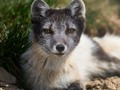 Dieses gerettete Polarfuchsweibchen heißt „Mist“. Sie lebt derzeit im Polarfuchszentrum in Súðavík auf den Westfjorden von Island.  A rescued arctic fox called Mist, in the Arctic Fox Center. Súðavík, Iceland. 2022.  #iceland #arcticfox #travel #polarfuchs