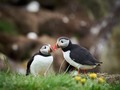 Puffins at Hafnarhólmi. Borgarfjörður Eystri, Iceland. 2022.  #puffins #puffinmarina #hafnarholmi