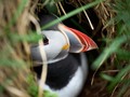 Puffins at Hafnarhólmi. Borgarfjörður Eystri, Iceland. 2022.  #puffins #puffinmarina #hafnarholmi