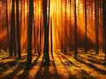 New artwork for sale! - "Sunlight Forest" - fineartamerica