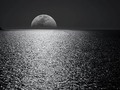 New artwork for sale! - "Moonlight Swim" - fineartamerica