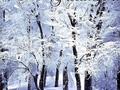 New artwork for sale! - "Winter Seasons Greetings" - fineartamerica