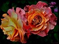 New artwork for sale! - "Roses In Bloom" - fineartamerica