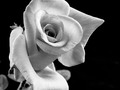 New artwork for sale! - "Graceful Rose" - fineartamerica