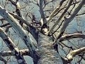 New artwork for sale! - "Silent Branches" - fineartamerica