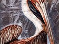 New artwork for sale! - "Pelican Portrait" - fineartamerica