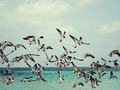 New artwork for sale! - "Flock of Seagulls" - fineartamerica