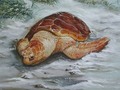 New artwork for sale! - "Loggerhead Turtle - St. George Island" - fineartamerica