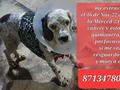 #vciudadanavtv #atención habitantes de #torreon #coahuila #comarcalagunera alrededor de la Colonia #lamerced2 se extravió la mascota que aparece en la imagen el día de hoy. IMPORTANTE que sea localizado, ya que padece #cáncer y está en tratamiento de #quimioterapia   Mayores informes al 8713478091 #mascotaextraviada