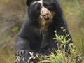 El oso frontino (Tremarctos ornatus) es la única especie de oso que habita en Venezuela y está en peligro de extinción como consecuencia de la cacería indiscriminada y los cambios que el hombre ha hecho en su hábitat natural.  Con respecto a las demás especies de oso es de tamaño intermedio, midiendo los machos entre 1.5 y 2 metros desde la cabeza a la cola y pesando entre 140 y 170 kilos. Las hembras son mucho mas pequeñas, aproximadamente 2/3 del tamaño de los machos. El pelaje es generalmente negro o negro rojizo. Es la única especie viviente de su género.  El hocico es corto, de color café claro o blanco, con manchas blanquecinas que se extienden alrededor de los ojos y la nariz a través de las mejillas, bajando por el cuello hasta el pecho, y que varía mucho entre individuos.  El oso frontino posea la capacidad de trepar árboles. Posee cinco dedos con garras largas y curvas no retráctiles, y las plantas de las patas poseen pelos interdigitales que le ayuda a trepar árboles. De hábitos diurnos, solitarios, omnívoros, terrestres y trepadores, su alimentación es predominantemente vegetariana.  En el 2004 se consideraba que en toda Sudamérica quedaban unos 18.250 osos de anteojos en vida silvestre. La mayor parte de la población se encuentra en Perú, seguido por Bolivia, Colombia, Ecuador y Venezuela. #osofrontino  #venezuela #voltealaarepa  #losandes