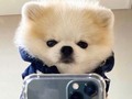 . Como vez nuestro nuevo cliente?🐕🐶😍 . 🔥iPhone 11 Pro Max de 64 y 256GB disponibles!!🔥. . Y un día llegó el iPhone Pro. El iPhone Pro tiene un revolucionario sistema de tres cámaras, muy fácil de usar, que multiplica tu capacidad creativa. Y trae un chip sorprendente que potencia el aprendizaje automático y redefine lo que un smartphone puede hacer. Además, la duración de la batería mejoró como nunca. Te presentamos un iPhone tan poderoso que tuvimos que llamarlo Pro  El sistema de tres cámaras está montado en una hermosa y resistente estructura de vidrio esculpidoAcero inoxidable de calidad quirúrgica y vidrio mate texturizado especialmente creados para el iPhone ProPantalla Super Retina XDR sin marco: 5,8 pulgadas en el iPhone 11 Pro y 6,5 pulgadas en el iPhone 11 Pro MaxColor oro, verde medianoche, color plata y gris espacial  Sistema de cámaras Pro ¿Querías una cámara increíble? Aquí tienes tres. El primer sistema de tres cámaras que te ofrece, como siempre hace el iPhone, tecnología de última generación muy fácil de usar. Podrás tomar fotos espectaculares con poca luz, abarcar un campo visual hasta cuatro veces más amplio y grabar videos con una calidad que ningún otro smartphone te ofrece. Además, para editar tus videos, tendrás las mismas herramientas que ya usas para las fotos. Una experiencia nunca antes vista que se verá en tus fotos y videos. . Disponible: -Apple Watch serie5. -Airpods Pro -IPhone 8 de 64GB. -IPhone 6s plus 32GB. -IPhone 7plus 32GB. -IPhone 8 plus 64GB. -IPhone XR 64 y 128GB. -IPhone XS max 64 y 256GB. -IPhone 11 64 y 128GB. -IPhone 11 pro 64GB y256GB. -IPhone 11 pro max 64 y 256GB. . TODAS LAS GAMAS Informacion ➡ 📲 (320) 613-9434. Envíos a todo el pais 📦 📦✈️. #ventadecelulares #celularesmedellin #medellin #dogsofinstagram #iphonemedellin  #popular #instagood #iphonesia #photooftheday #instamood #picoftheday #bestoftheday #instadaily #samsung #tatto #dog #fitness #iphone11promax #gopro #tecnology #iphone8plus #AirPods #promax #applewatchseries4 #applewatchseries3 #iphonexr #iphonexsmax #iphone11 #iphone11pro