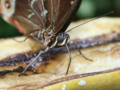 Feeding the butterflies