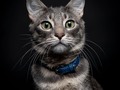 Hoy es el día internacional de Los Gatos (Michis) 🐱   Yo no tenía idea de lo que era convivir con un gato, yo decía que no me gustaban, que me daban alergia, hasta que adoptamos a AMOR.  Lo adoptamos en el shelter de Doral, porque #Luna necesitaba compañía en la casa, y él ha sido su mejor compañero, y el mejor compañero que Luis y yo podemos tener.  Juguetón, feliz, cariñoso, amoroso, cuida a su hermana, mira la tele, canta, baila por la casa 🐈 y ronronea sin parar - cosa que nos hace saber lo feliz que es, y que constantemente está limpiando todas energías - es un amuleto de buena vibra vivo y coleando.  Regálate la oportunidad de tener un #michi en tu casa 🐱  #cat #catsofinstagram #catstagram   📸 by @erikaperezroa