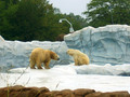 Polar Bears of Detroit, Michigan