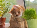 Esta hierba enloquece a los felinos ¡Descubre el por qué! 🐱