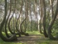 Los 10 destinos turís que no puedes dejar de visitar 2) Árbol que nace torcido jamás su tronco endereza, y el Bosque de los Árboles Torcidos en Polonia es un claro ejemplo.