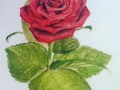 No hay nada mejor que te regalen una rosa, una rosa que sea cosechada con sus propias manos agregándole los tonos de felicidad en ella, la luz para guiar tu camino y las sombras, sombras en las que te sentirás protegida a pesar de ser obscura... No hay nada mejor que te regalen una rosa que no vaya a marchitar! #DetallesQueEnamoran #GraciasPorTodo <3