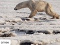 #Repost @cnnee (@get_repost) ・・・ #PlanetaenPeligro-- Casi un tercio de la Tierra necesitará protección para 2030 y se deberá reducir la contaminación a la mitad para salvar nuestra vida silvestre restante, a medida que ingresamos a la sexta era de extinción masiva del planeta, según una agencia de la #ONU. La Convención de las Naciones Unidas sobre la Diversidad Biológica publicó un borrador de un plan este lunes, que establece objetivos globales para combatir la actual crisis de biodiversidad en las próximas décadas. La convención había establecido objetivos similares en 2010, en una cumbre en Japón. Pero el mundo no logró cumplir la mayoría de esos objetivos para 2020, y ahora se enfrenta a tasas de extinción sin precedentes, ecosistemas amenazados y graves consecuencias para la supervivencia humana. El borrador de los planes establece 20 objetivos para la próxima década, que van desde la reducción de emisiones de carbono hasta la sostenibilidad alimentaria. En total, un millón de las 8 millones de especies del mundo se enfrentan actualmente a la extinción, muchas en apenas décadas, advirtió la ONU en 2019. Más información en el 🔗 en nuestro perfil. #ecologia #proteccionanimal #planetaverde #planet #mundoverde #mundo