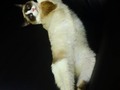 Y esta pose sexi que? Más floja Mi Toby bella #mascota #siames #laamo #gata 😻😻