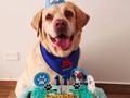 Felíz cumpleaños Shippo 🥳🥳🐶