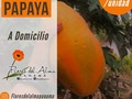 🍃papaya ☀️3$/unidad _  Y no te preocupes por el mínimo de tu compra todo envío a cualquier parte de Panamá y Panamá Oeste es 2$  Contáctanos al 60204987 para solicitar nuestra lista actualizada de productos  @fincamisueno.pty @delisweet_ @floresdelalmapanama @ivantapia28 @miss52agujas