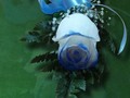Corsage 🫶  Somos tu centro de Inolvidables Momentos 💚  Personaliza tus  💐Flores  🎈Globos 🍓Frutas 🍴Catering  📝 Eventos Y mucho más  Servicio A Domicilio📞 60204987  Somos @artenglobospanama Y @floresdelalmapanama  #floresdelalmapanamá  #floresdelalmapanama #festivos #Panamá #panamáoeste #Artenglobospanama  #Artenglobospanamá #flowerarrangement #babyshower  #15años #quinceaños #happybirthday #anniversary  #fathersday #diadelamadre #amor #mothersday #anniversary #love  #sanvalentín #díadelpadre #bodas #wedding